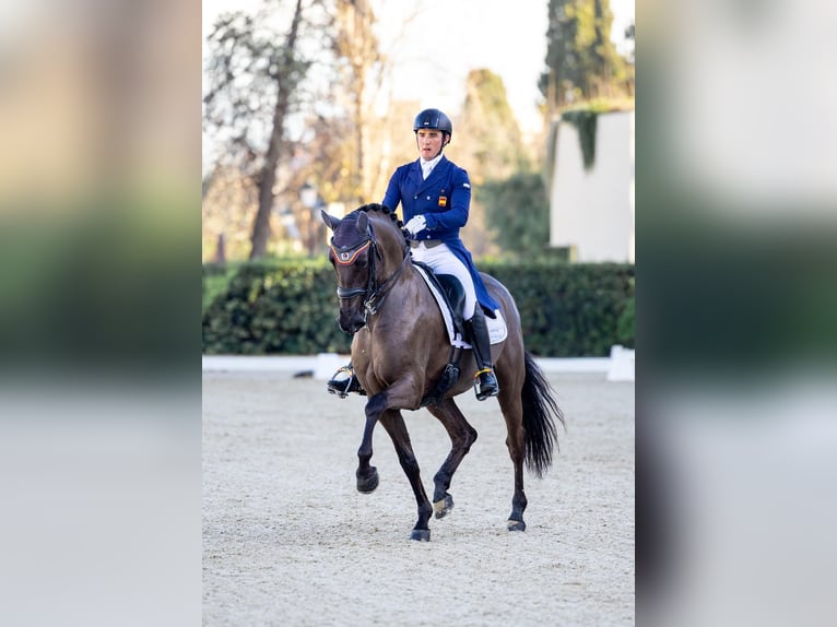 Lusitanos Wallach 13 Jahre 161 cm Rappe in Santa Perpetua de Mogoda