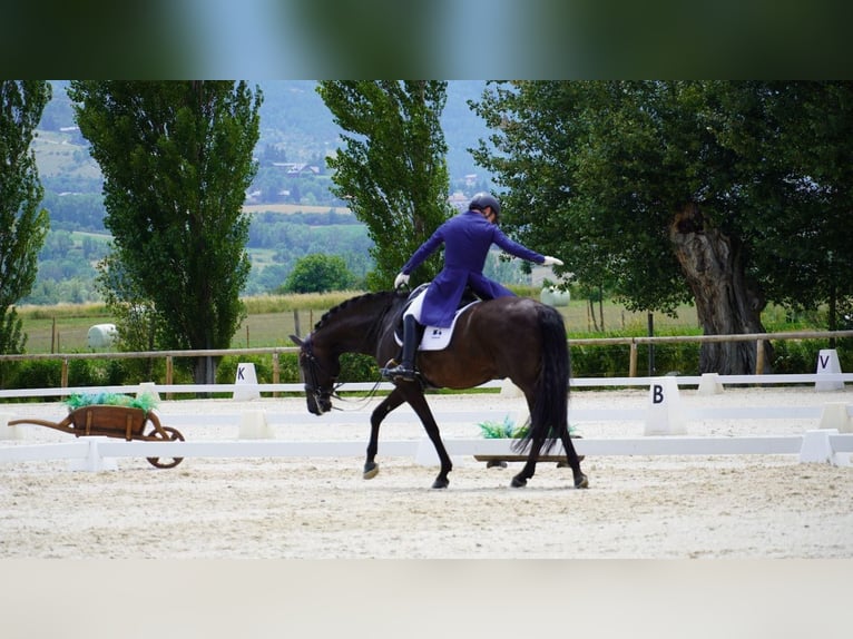 Lusitanos Wallach 13 Jahre 161 cm Rappe in Santa Perpetua de Mogoda