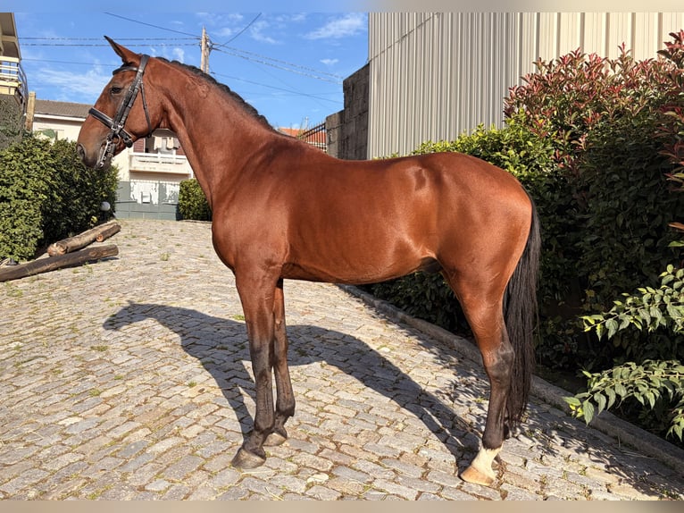 Lusitanos Wallach 13 Jahre 163 cm Brauner in Lousada