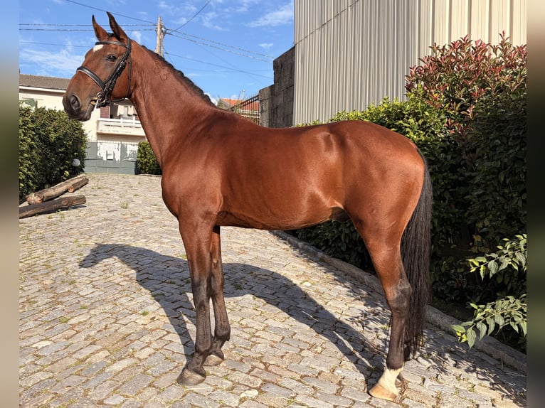 Lusitanos Wallach 13 Jahre 163 cm Brauner in Lousada