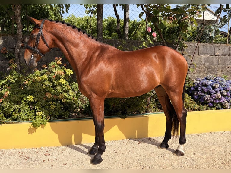 Lusitanos Wallach 13 Jahre 163 cm Brauner in Amarante