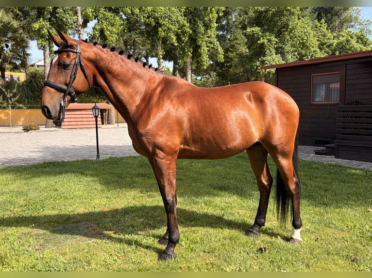 Lusitanos Wallach 13 Jahre 163 cm Brauner in Amarante