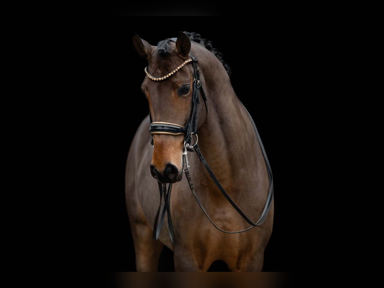 Lusitanos Wallach 13 Jahre 163 cm Dunkelbrauner in Wehringen