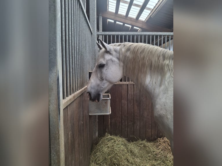 Lusitanos Wallach 13 Jahre 163 cm Schimmel in Bogen