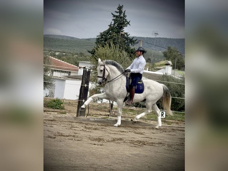 Lusitanos Wallach 13 Jahre 164 cm Fliegenschimmel in Sevilla