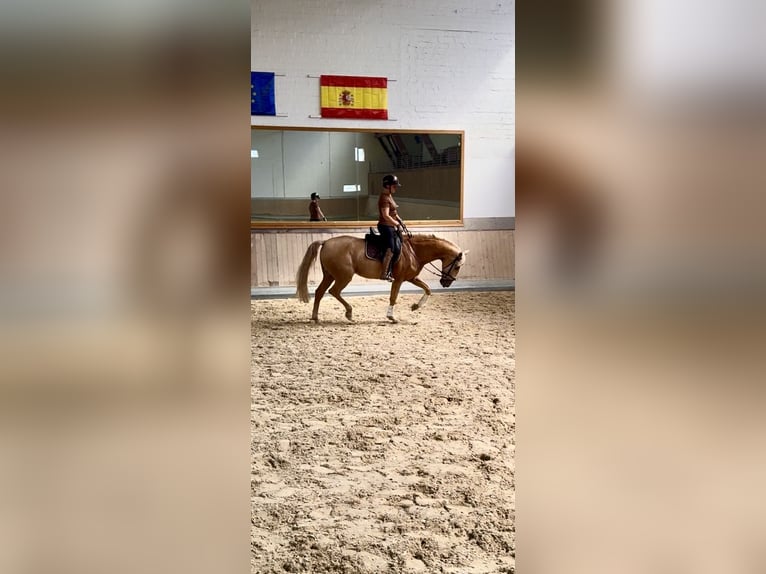 Lusitanos Wallach 13 Jahre 168 cm Palomino in Warendorf