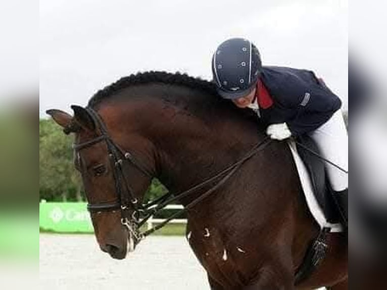 Lusitanos Wallach 13 Jahre 170 cm Brauner in Almancil