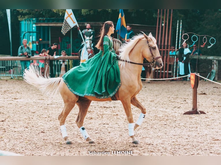Lusitanos Mix Wallach 13 Jahre 170 cm Palomino in Santok