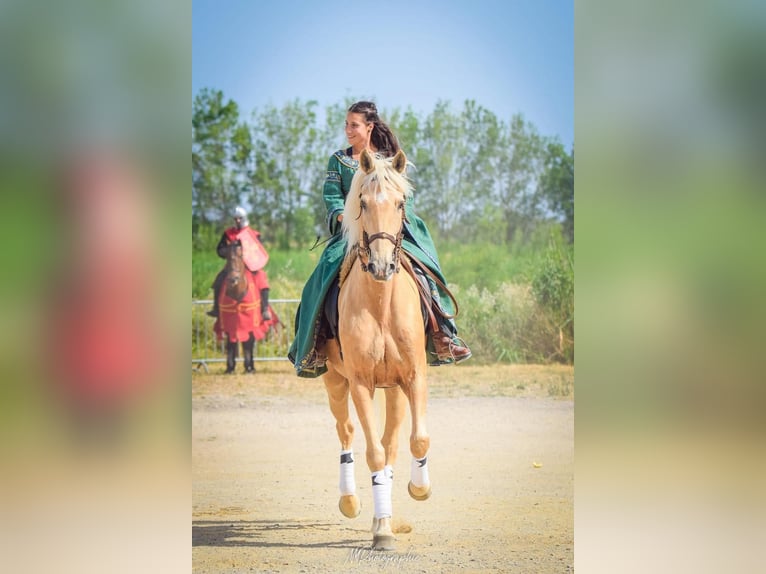 Lusitanos Mix Wallach 13 Jahre 170 cm Palomino in Santok