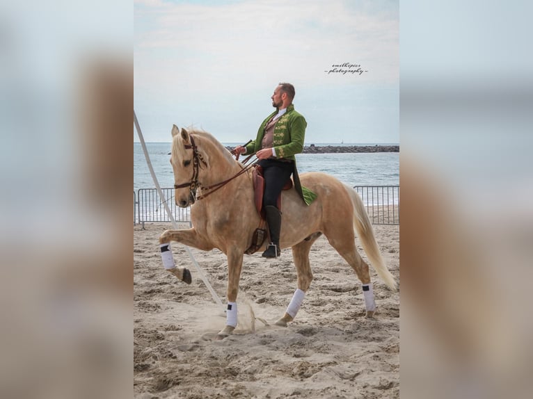 Lusitanos Mix Wallach 13 Jahre 170 cm Palomino in Santok