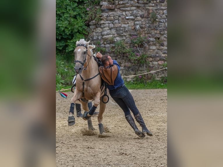 Lusitanos Mix Wallach 13 Jahre 170 cm Palomino in Santok