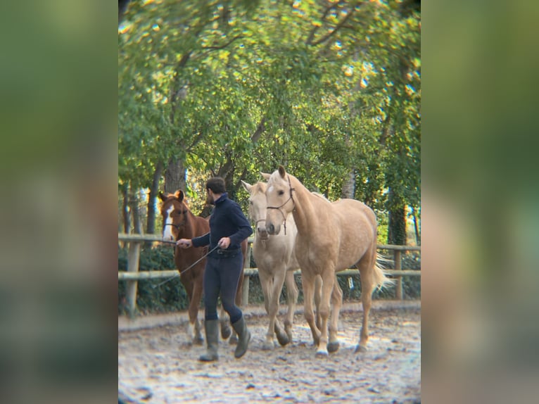 Lusitanos Mix Wallach 13 Jahre 170 cm Palomino in Santok