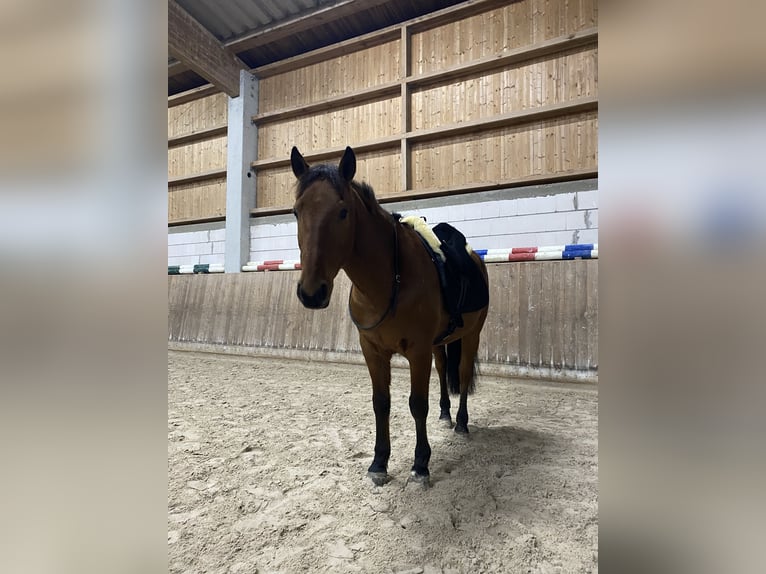 Lusitanos Wallach 14 Jahre 150 cm Brauner in Gondelsheim