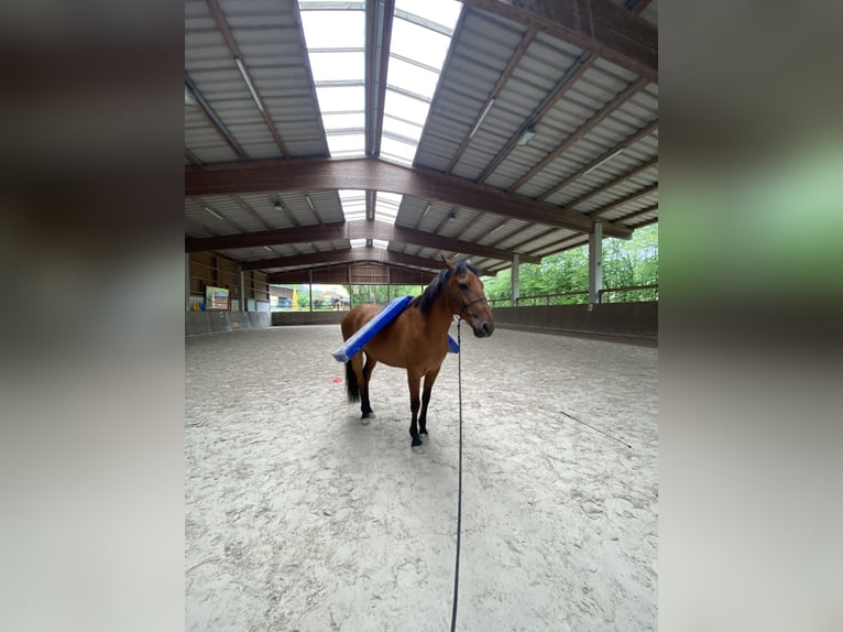 Lusitanos Wallach 14 Jahre 150 cm Brauner in Gondelsheim