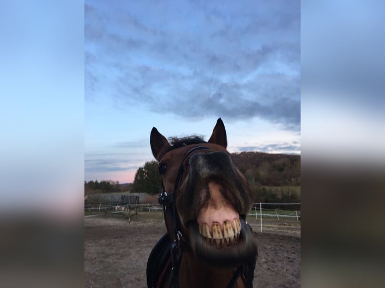 Lusitanos Wallach 14 Jahre 150 cm Brauner in Gondelsheim