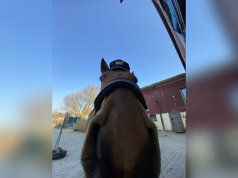 Lusitanos Wallach 14 Jahre 150 cm Brauner in Gondelsheim