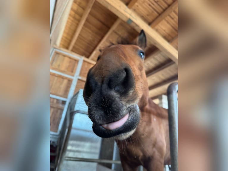 Lusitanos Wallach 14 Jahre 150 cm Brauner in Gondelsheim