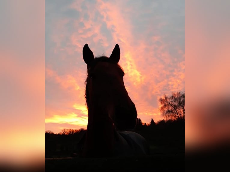 Lusitanos Wallach 14 Jahre 150 cm Brauner in Gondelsheim