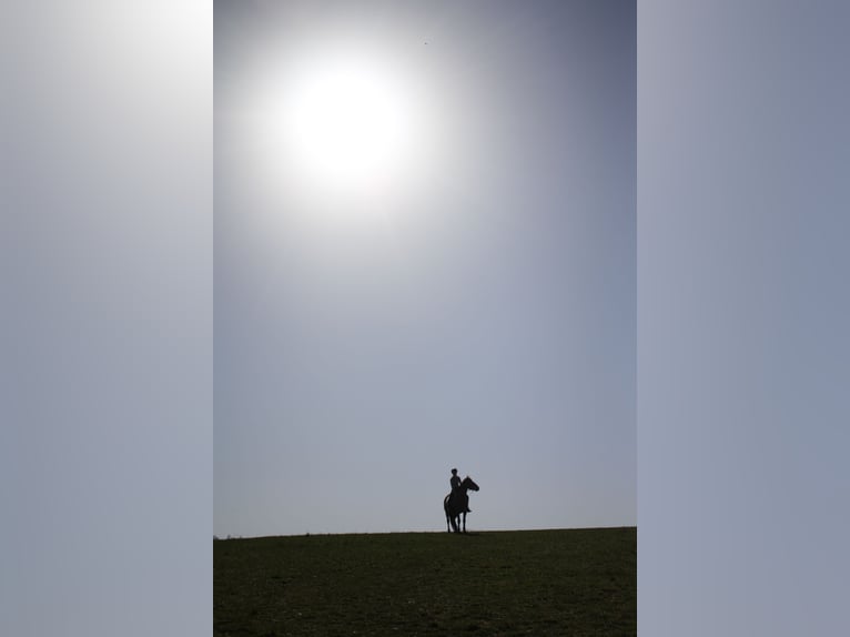 Lusitanos Wallach 14 Jahre 150 cm Brauner in Gondelsheim