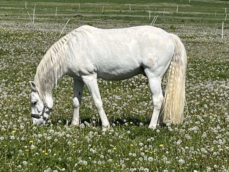 Lusitanos Wallach 14 Jahre 154 cm Schimmel in Boppard