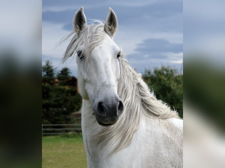 Lusitanos Wallach 14 Jahre 154 cm Schimmel in Boppard