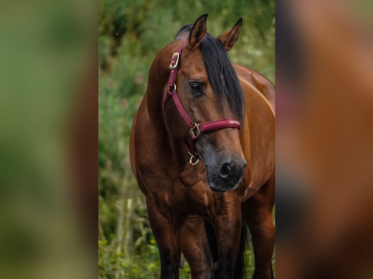 Lusitanos Wallach 14 Jahre 155 cm Brauner in Nettersheim