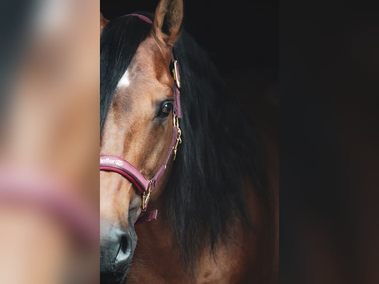 Lusitanos Wallach 14 Jahre 155 cm Brauner in Nettersheim