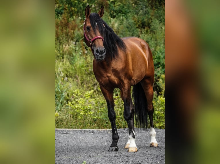 Lusitanos Wallach 14 Jahre 155 cm Brauner in Nettersheim