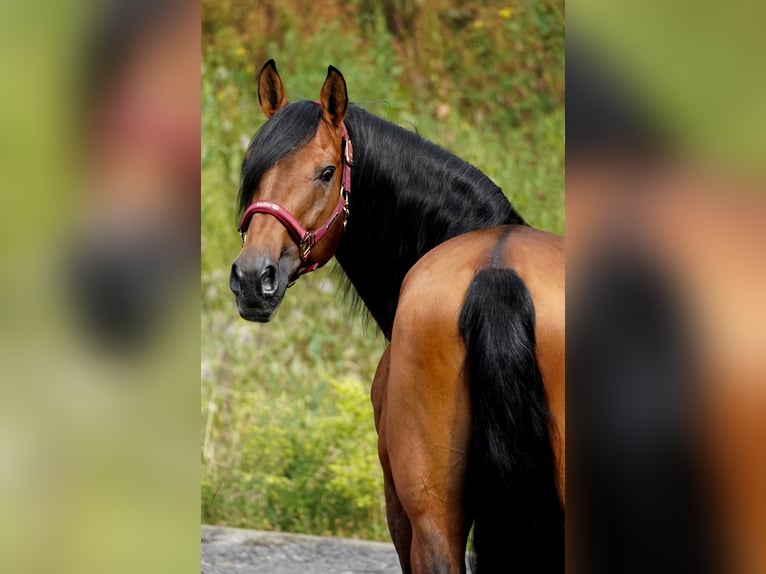 Lusitanos Wallach 14 Jahre 155 cm Brauner in Nettersheim
