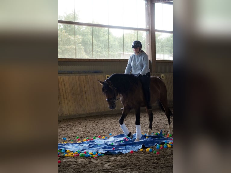 Lusitanos Wallach 14 Jahre 155 cm Brauner in Nettersheim