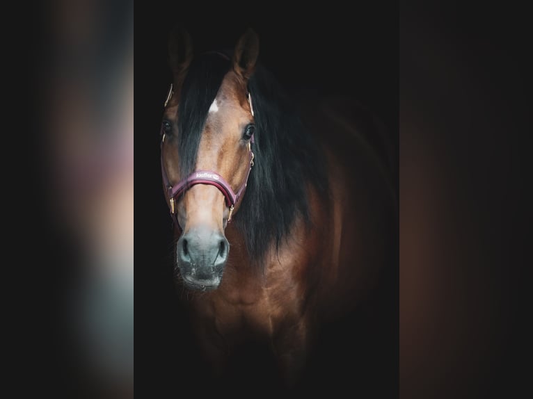 Lusitanos Wallach 14 Jahre 155 cm Brauner in Nettersheim