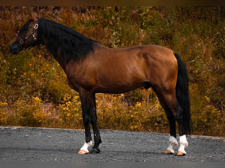Lusitanos Wallach 14 Jahre 155 cm Brauner in Nettersheim