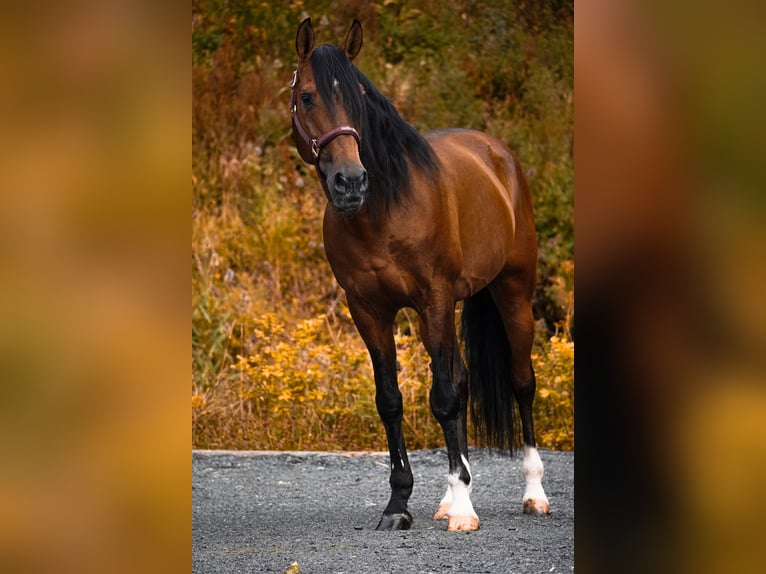 Lusitanos Wallach 14 Jahre 155 cm Brauner in Nettersheim