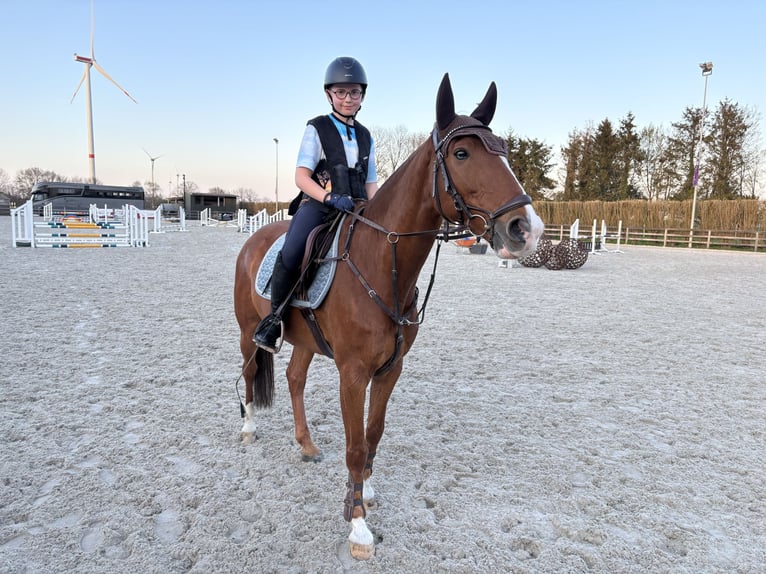 Lusitanos Wallach 14 Jahre 157 cm Fuchs in Brecht