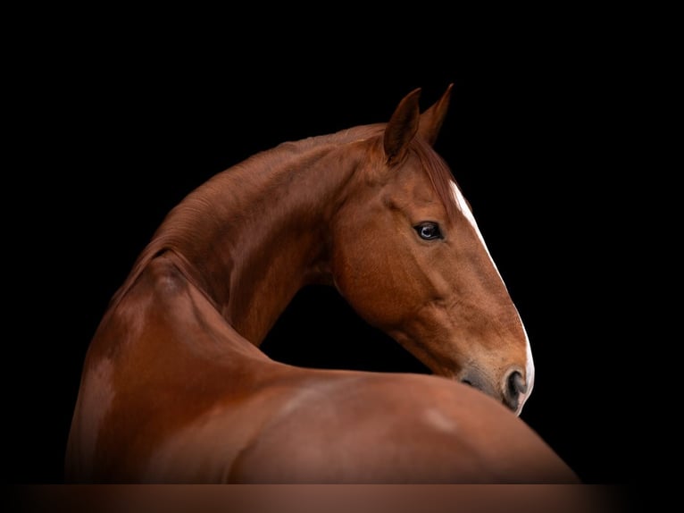 Lusitanos Wallach 14 Jahre 157 cm Fuchs in Brecht