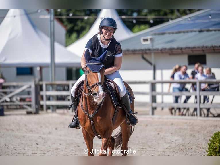 Lusitanos Wallach 14 Jahre 157 cm Fuchs in Brecht