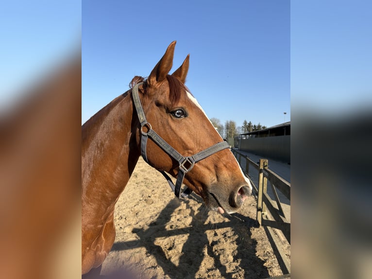 Lusitanos Wallach 14 Jahre 157 cm Fuchs in Brecht