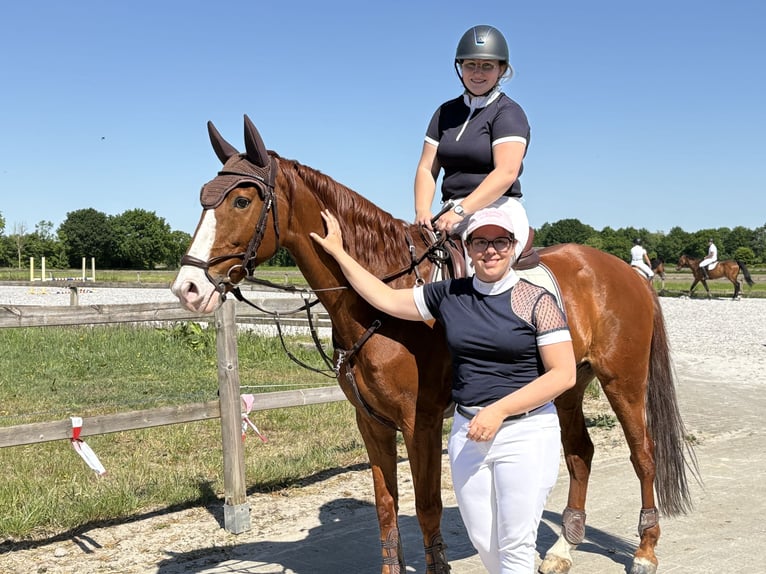 Lusitanos Wallach 14 Jahre 157 cm Fuchs in Brecht