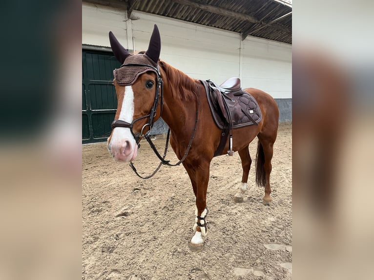 Lusitanos Wallach 14 Jahre 157 cm Fuchs in Brecht