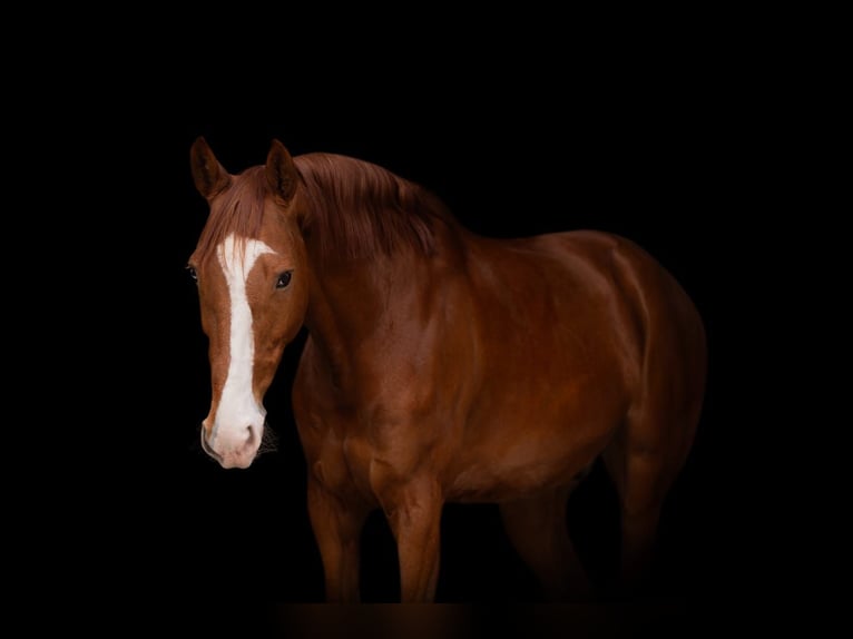 Lusitanos Wallach 14 Jahre 157 cm Fuchs in Brecht