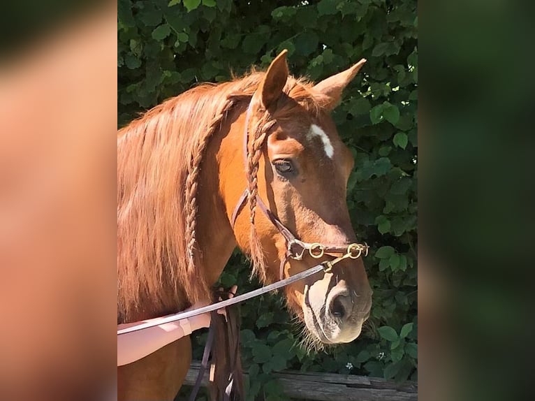 Lusitanos Wallach 14 Jahre 164 cm Fuchs in Karlsruhe