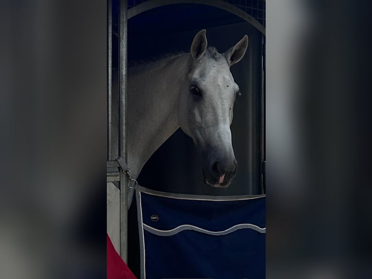 Lusitanos Wallach 14 Jahre 168 cm Schimmel in Ain
