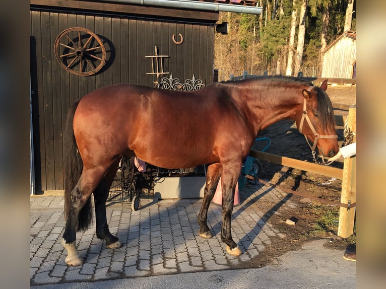 Lusitanos Wallach 14 Jahre 170 cm Brauner in Lenggries