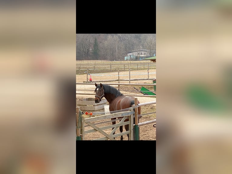 Lusitanos Wallach 14 Jahre 170 cm Brauner in Lenggries