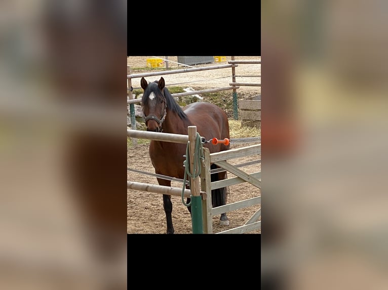 Lusitanos Wallach 14 Jahre 170 cm Brauner in Lenggries