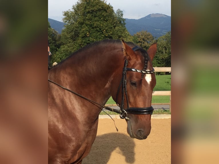 Lusitanos Wallach 14 Jahre 170 cm Brauner in Lenggries