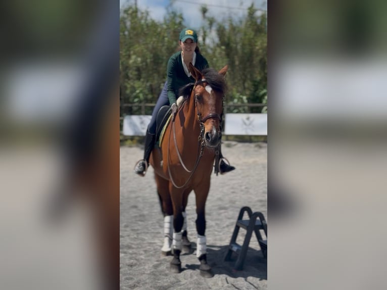 Lusitanos Wallach 14 Jahre Rotbrauner in Sintra