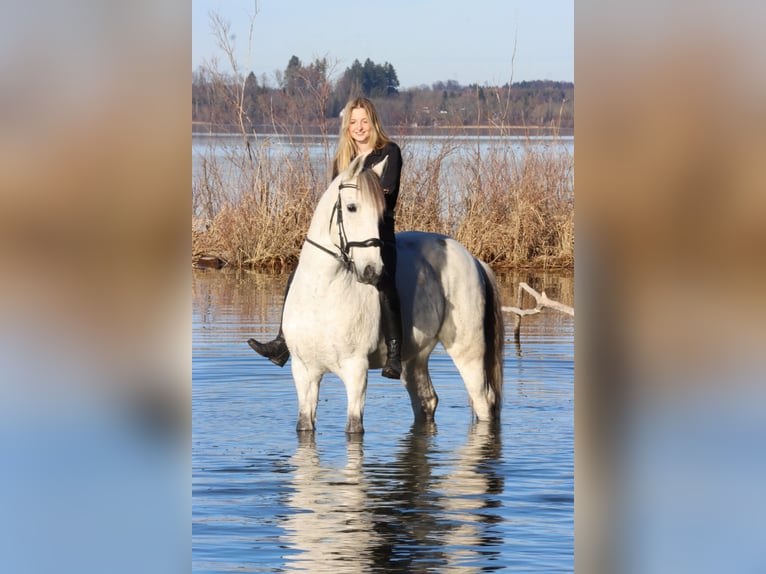 Lusitanos Wallach 15 Jahre 155 cm Schimmel in Wonneberg