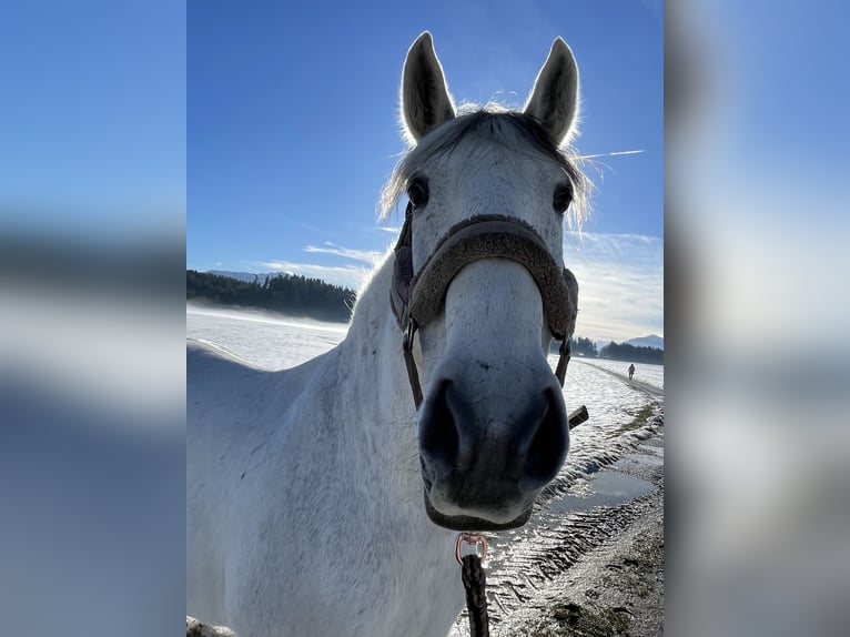 Lusitanos Wallach 15 Jahre 155 cm Schimmel in Wonneberg