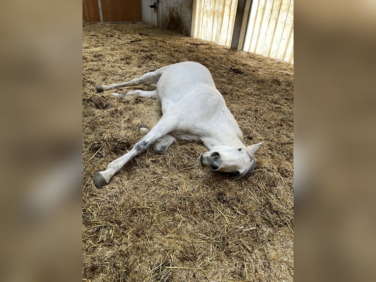 Lusitanos Wallach 15 Jahre 155 cm Schimmel in Wonneberg